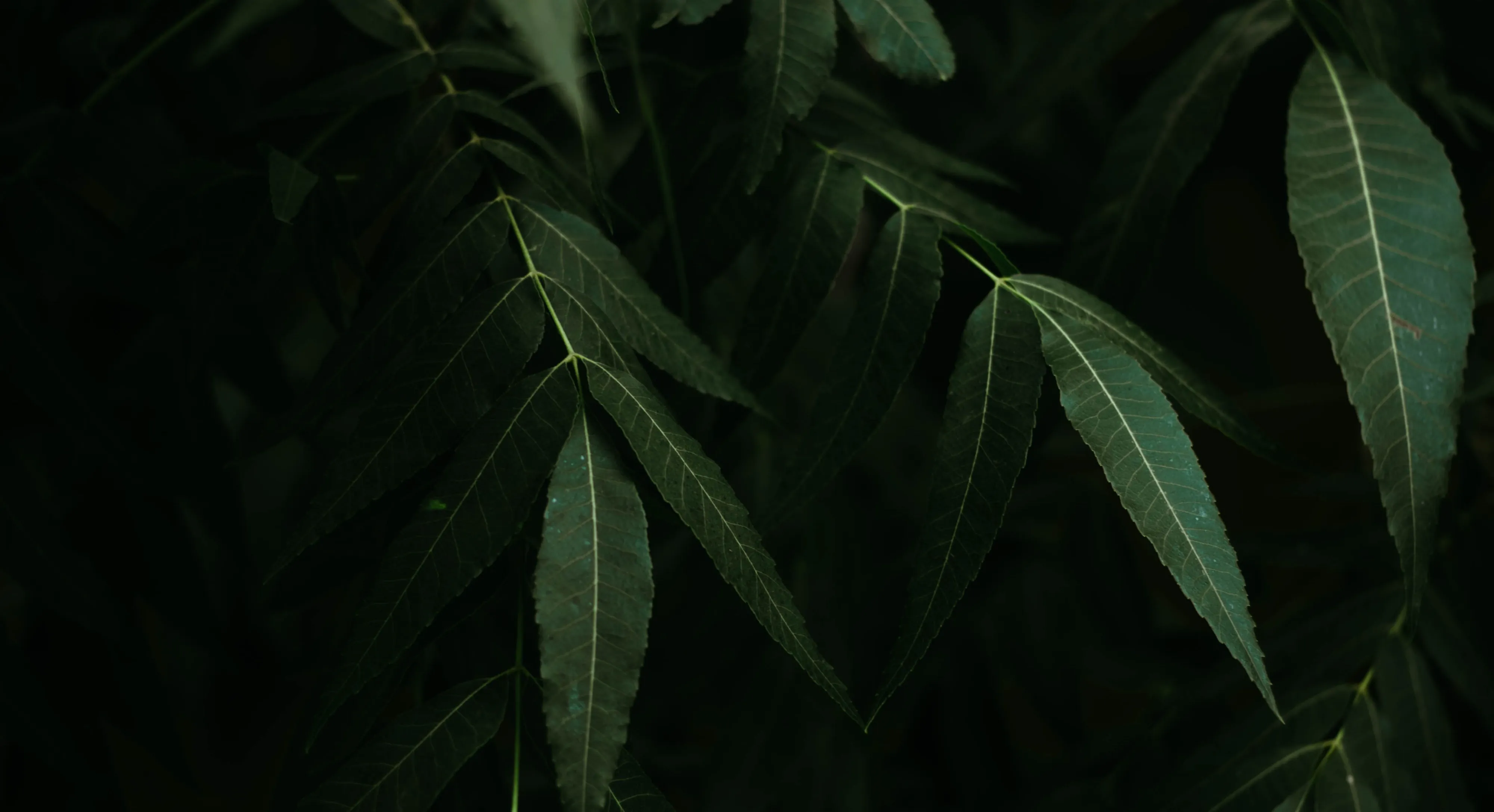Leafy foliage
